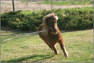Nick: Miniature Horse