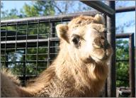 Sahara: Dromedary Camel