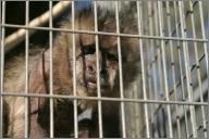 Bennie: Capuchin monkey