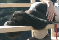 Malay: Siamang