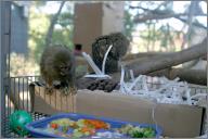 Peeper and Popper: Pygmy marmosets