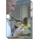 Pygmy marmosets
