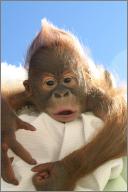 Rocky: Baby orangutan