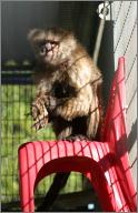 Scooter: Capuchin monkey