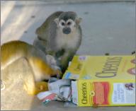 Mojo and Tyson: Squirrel monkeys