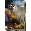 Squirrel monkeys