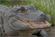 Happy: American alligator