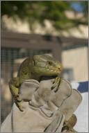 Howie: Prehensile-tailed skink