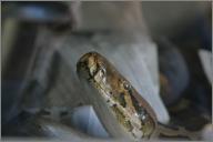 Ceylon: Ceylonese python