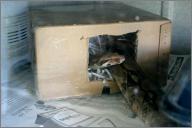 Lizzie: Red-tailed boa