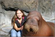 Siku - Walrus