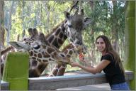Nairobi, Francis, and Makali - Giraffes