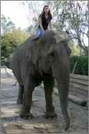 Taj - Asian elephant
