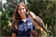 Arrow - Red-tailed hawk