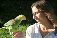 Barney - Amazon parrot