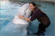 Beluga whale