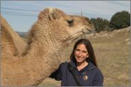 Another camel