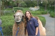 Camel
