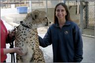 Cheetah