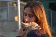 Fennec fox