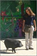 Larry - Potbellied pig
