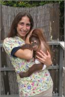 Rocky - Orangutan