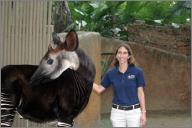 Okapi