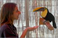 Rico - Toucan
