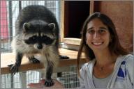 Tahoe - Raccoon
