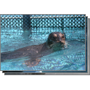 Harbor Seals