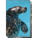 Seal Cove