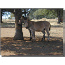 Zonkeys